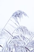 Wheat grain in snow, close-up