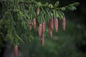 Close-up of spruce cones