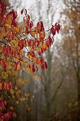 Red autumn leaves on branches