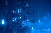 Tree and building at night in fog