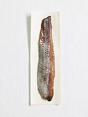 Sweet-pickled herring on paper, studio shot