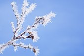 Frost on twig against blue sky