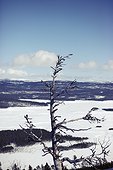 Tree in winter landscape, Harjedalen, Jamtland, Sweden
