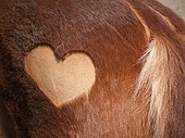 Heart shape trimmed on pony fur, close-up