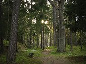 Path going through forest, Nacka, Sweden