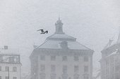 Bird flying at snowstorm, Skeppsbron, Stockholm, Sweden