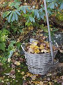 Fallen leaves in basket in garden, Varmdo, Uppland, Sweden