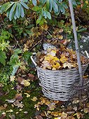 Fallen leaves in basket in garden, Varmdo, Uppland, Sweden