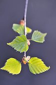 Close-up of birch leaf