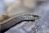Close-up of slow worm
