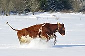 Cow running in snow