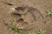 Footprint of jaguar on mud