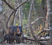 Family of boar in forest