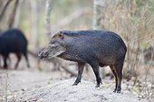 Black boar in forest