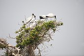 Group of black and white storks on nest
