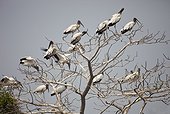 Flocks of black and white stork birds perching on tree branch