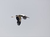 Black and white stork flying against sky