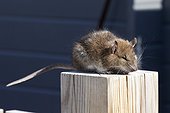 Rat sitting on wooden post