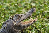 Head of Crocodile