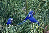 Vibrant blue parrots perching on palm tree