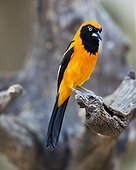 Black and yellow bird perching on branch