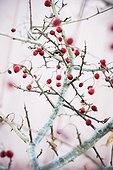 Hawthorn berries in winter