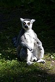 Lemur sitting on grass