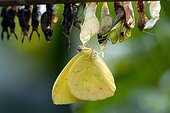 Yellow butterfly hanging from chrysalis