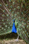 Peacock with feathers up