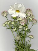 Multiple perennial flowers against grey background