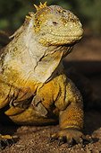 Portrait of a iguana