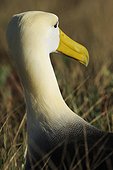 Close-up of a albatross