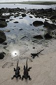 Iguanas at a beach