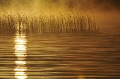 Golden sunset reflecting in lake