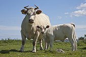 Charolais Cattle on pasture