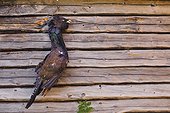 Pheasant hanging outside hut