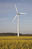 Wind turbine in oilseed rape field