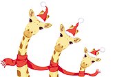 Giraffes celebrating Christmas
