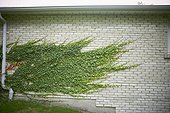 Ivy on Brick Wall, Bradford, Ontario, Canada