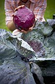 Harvesting Red Cabbage, Bradford, Ontario, Canada