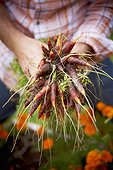 Harvesting Carrots, Bradford, Ontario, Canada