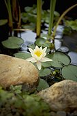 Lotus Flower, Bradford, Ontario, Canada