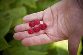 Gardener Holding Raspberries, Bradford, Ontario, Canada
