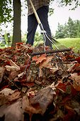 Gardener Raking Maple Leaves, Bradford, Ontario, Canada