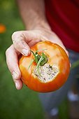 Gardener Holding Rotten Tomato, Bradford, Ontario, Canada