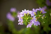Scaevola Flowers, Bradford, Ontario, Canada
