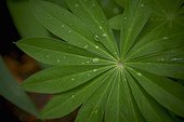 Lupin Leaf, Bradford, Ontario, Canada