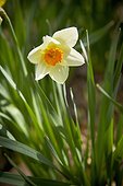 Daffodil, Bradford, Ontario, Canada