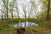 Pond with fallen tree in forest in Autumn in Hesse, Germany