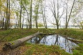 Pond with fallen tree in forest in Autumn in Hesse, Germany